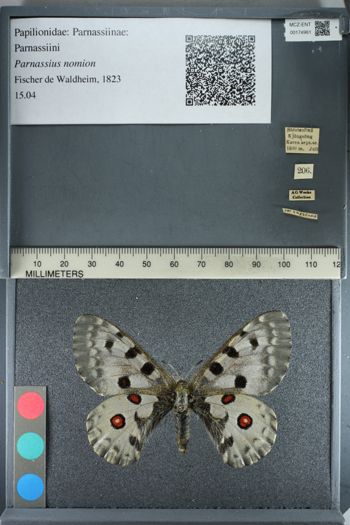 Media type: image;   Entomology 174961
